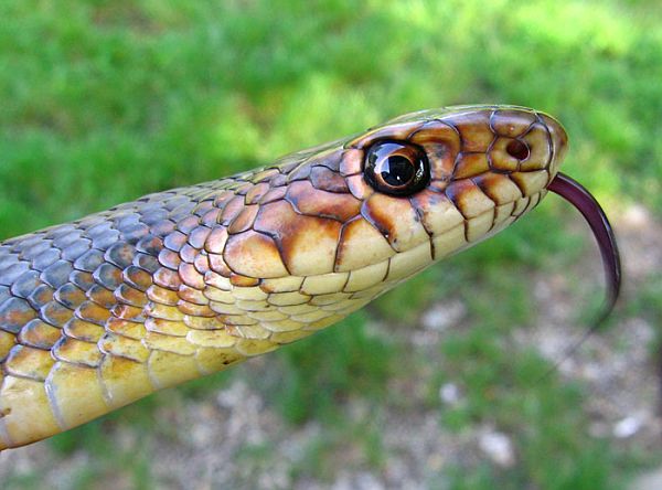 Dolichophis caspius