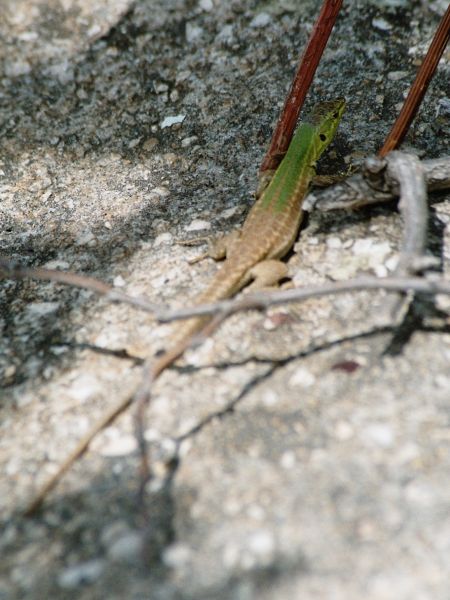 Podarcis siculus