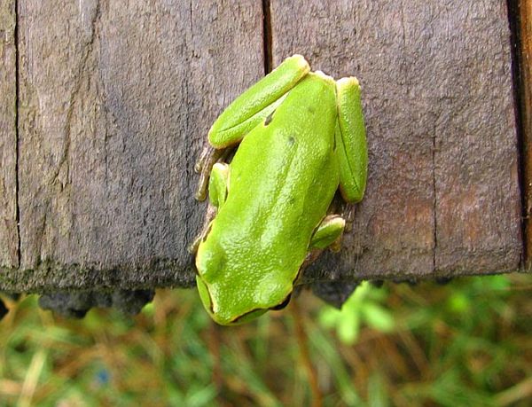 Hyla arborea