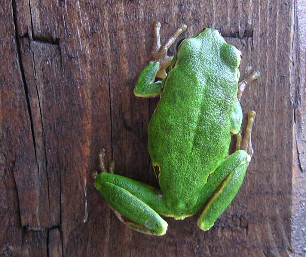 Hyla arborea