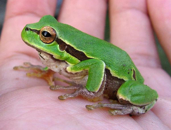 Hyla arborea