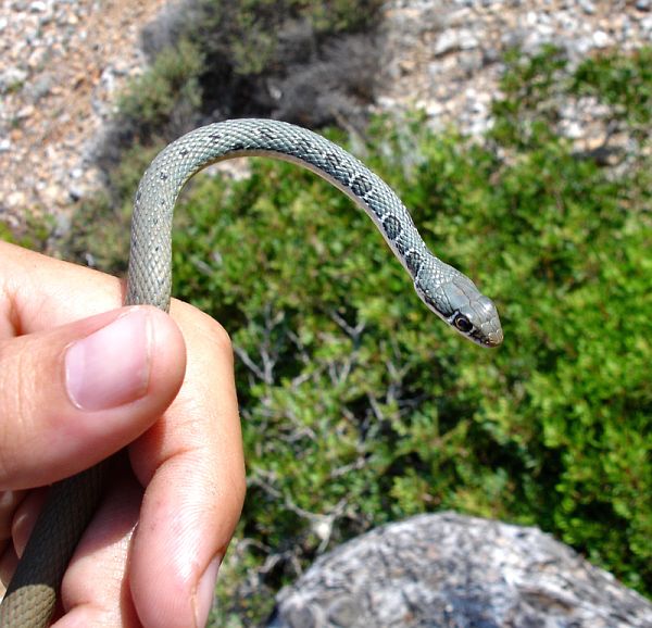 Platyceps najadum