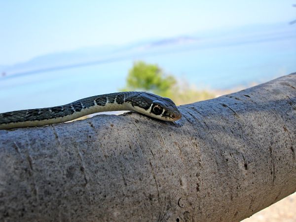 Platyceps najadum