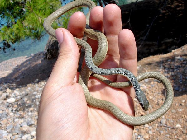 Platyceps najadum