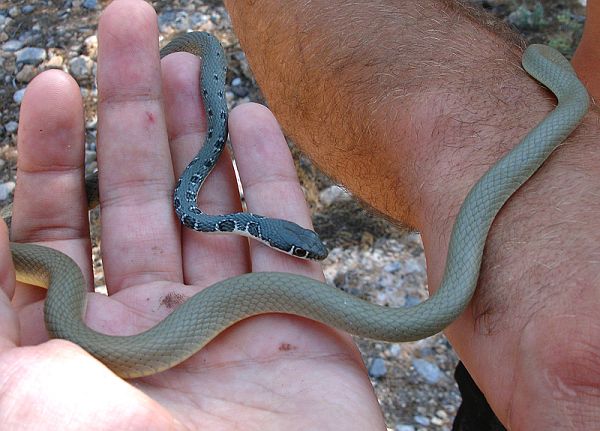 Platyceps najadum