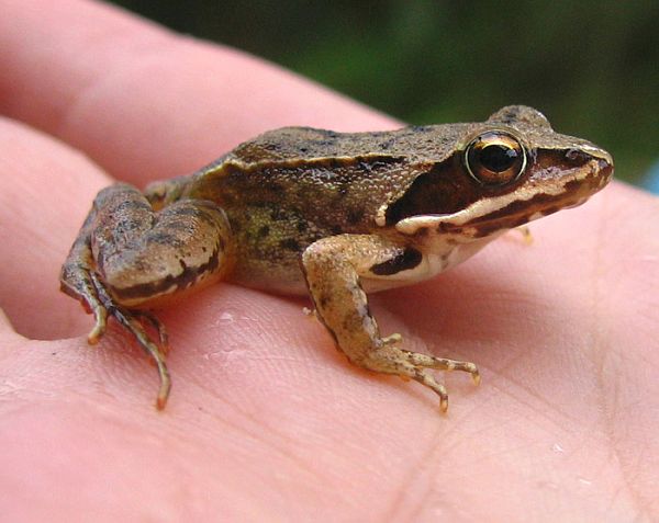 Rana dalmatina