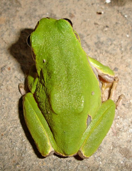 Hyla arborea