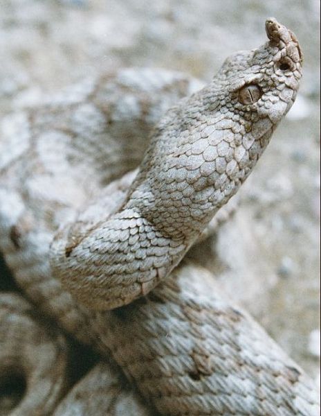 Vipera ammodytes