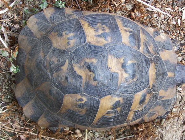 Testudo graeca