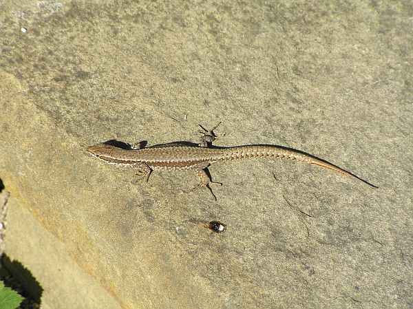 Podarcis muralis