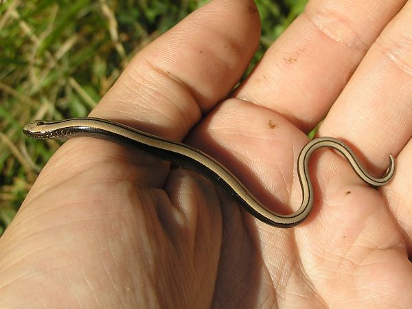 Anguis fragilis s.l.