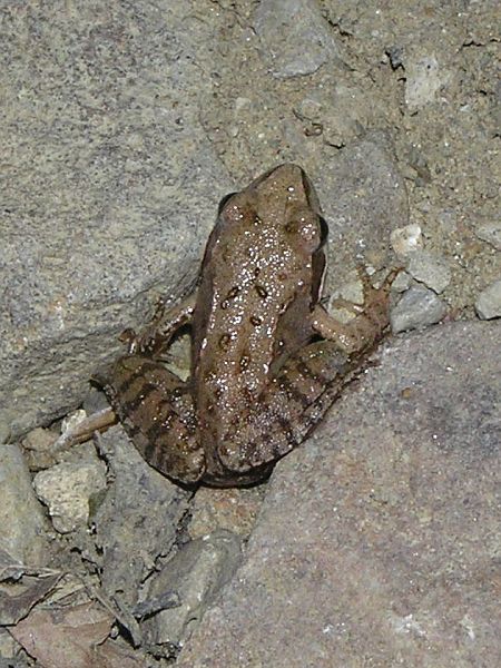 Rana temporaria