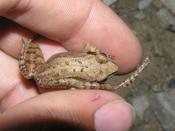 Rana temporaria