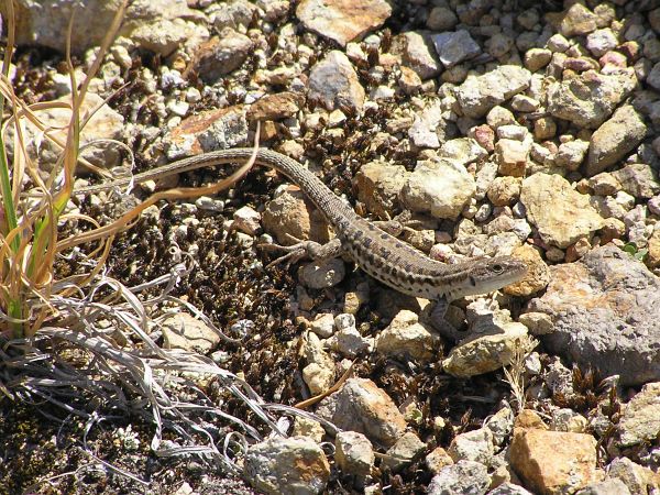 Podarcis tauricus