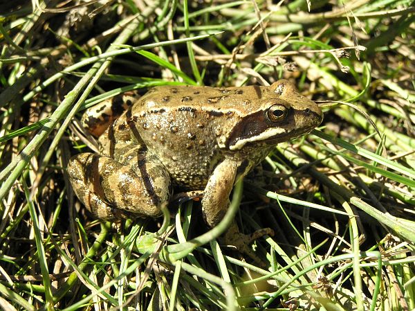 Rana temporaria