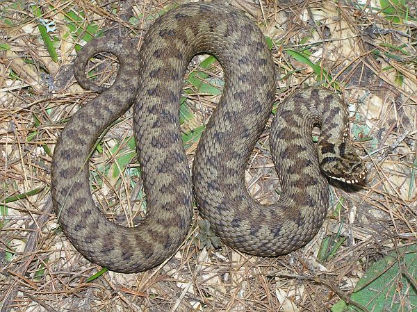 Vipera berus