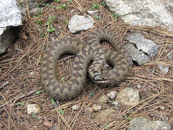 Vipera berus