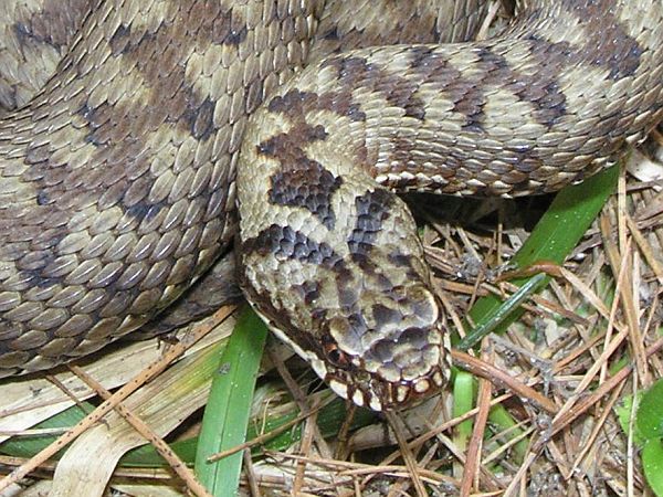 Vipera berus