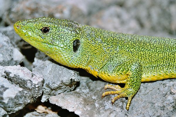 Lacerta trilineata