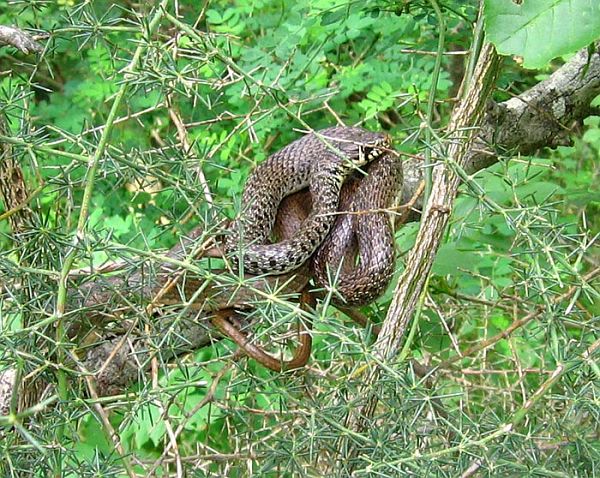 Hierophis gemonensis