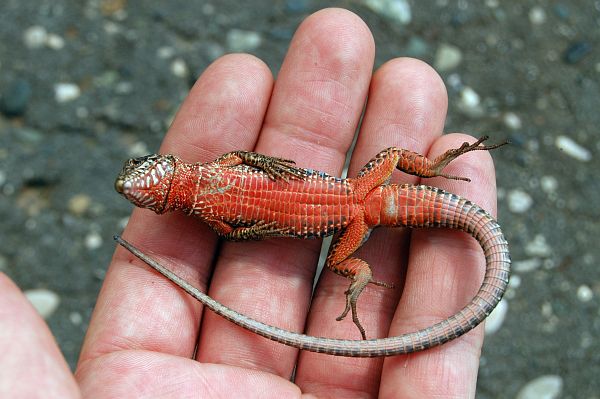 Podarcis muralis