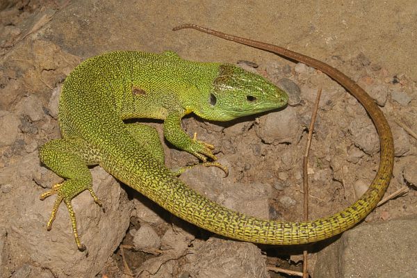 Lacerta trilineata