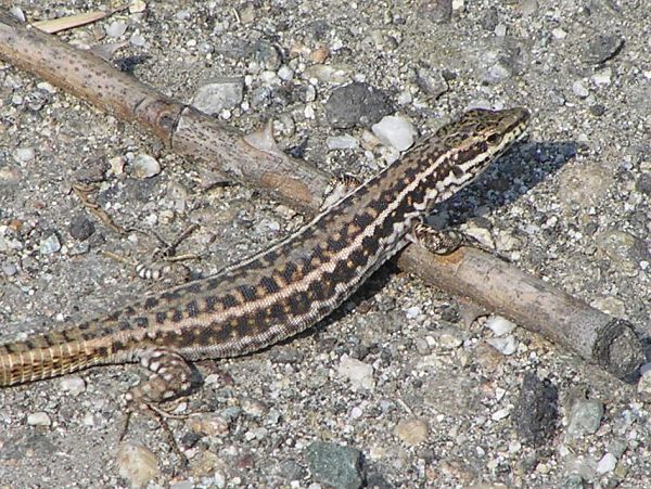 Podarcis erhardii