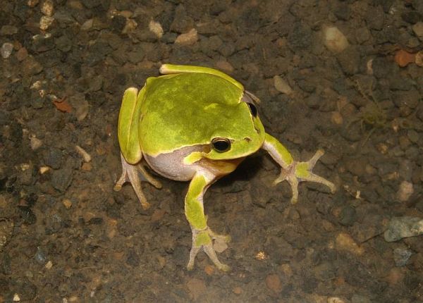 Hyla arborea