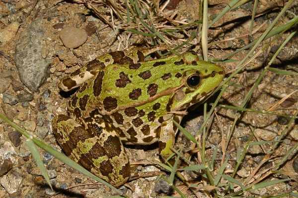 Pelophylax kurtmuelleri