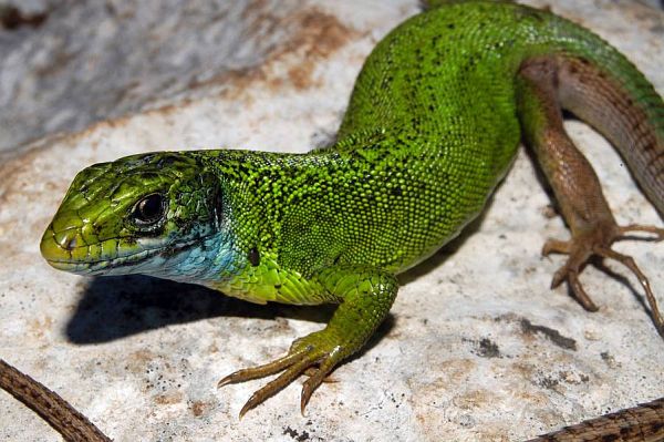 Lacerta viridis