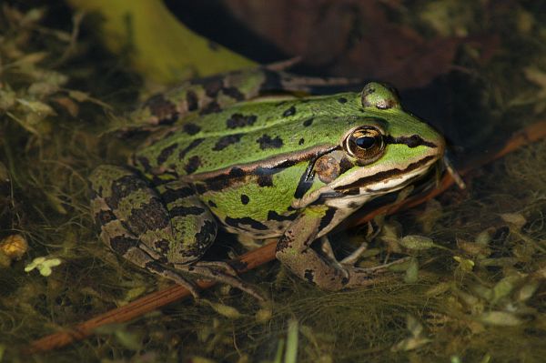 Pelophylax kl. esculentus