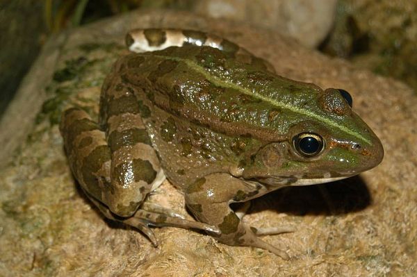 Pelophylax shqipericus