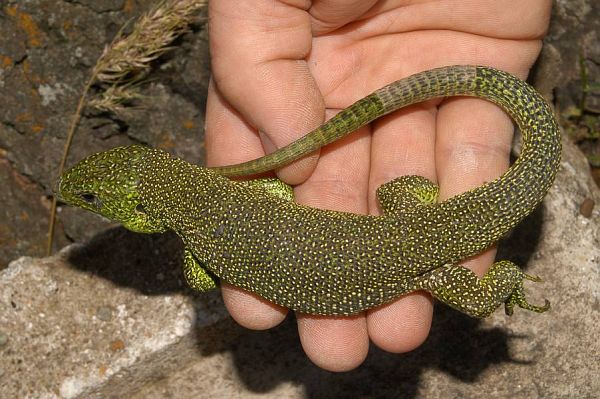 Lacerta sp.