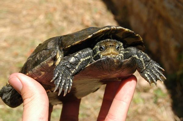 Mauremys rivulata