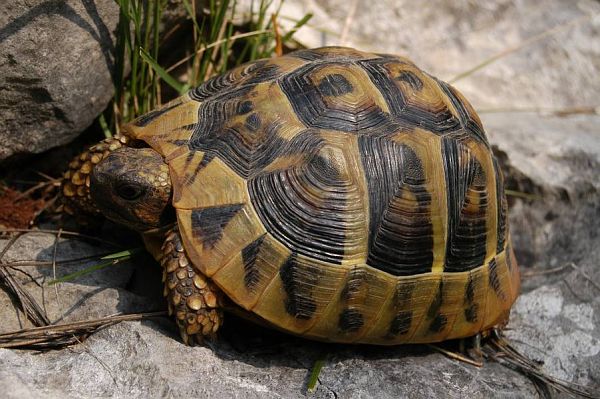 Testudo hermanni