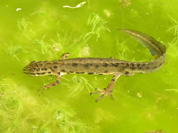 Lissotriton vulgaris