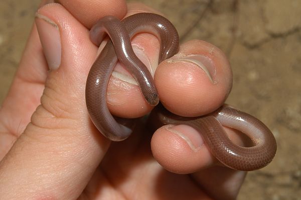 Typhlops vermicularis