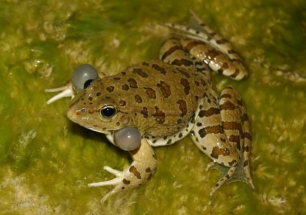 Pelophylax ridibundus