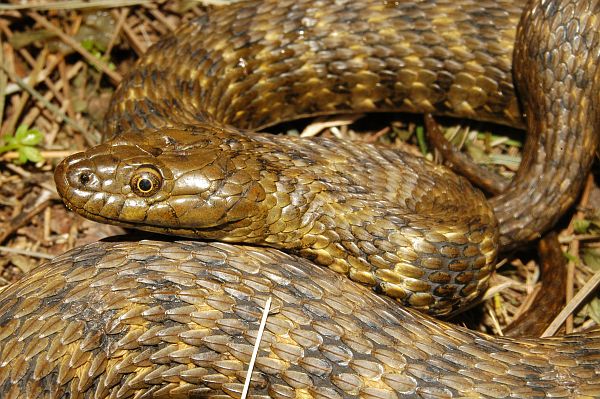 Natrix tessellata