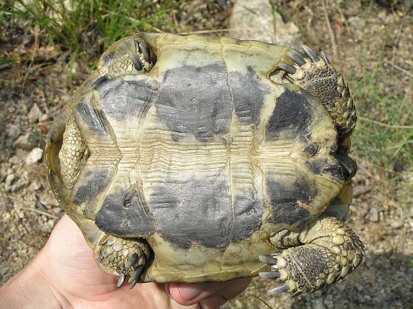 Testudo hermanni