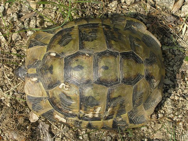 Testudo hermanni