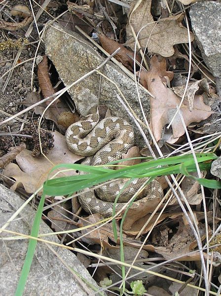 Vipera ammodytes