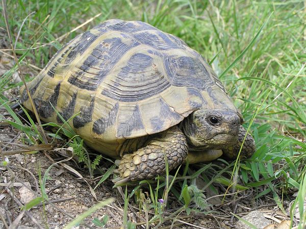 Testudo hermanni