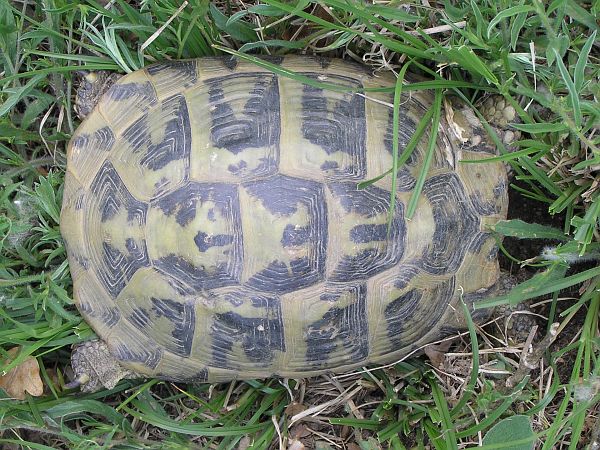 Testudo hermanni