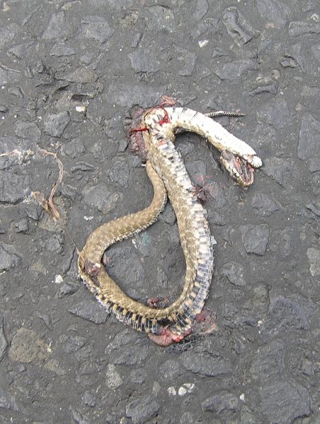 Natrix tessellata