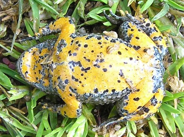 Bombina variegata