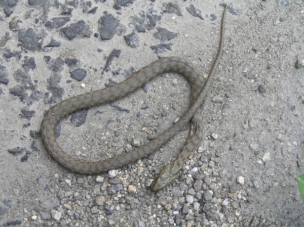 Natrix tessellata