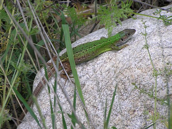 Lacerta viridis