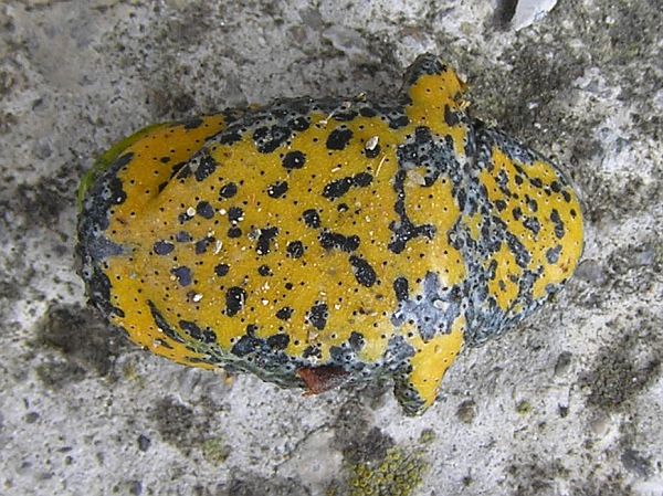 Bombina variegata