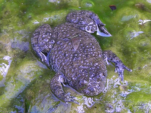 Bombina variegata